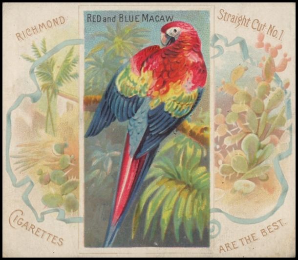 29 Red and Blue Macaw